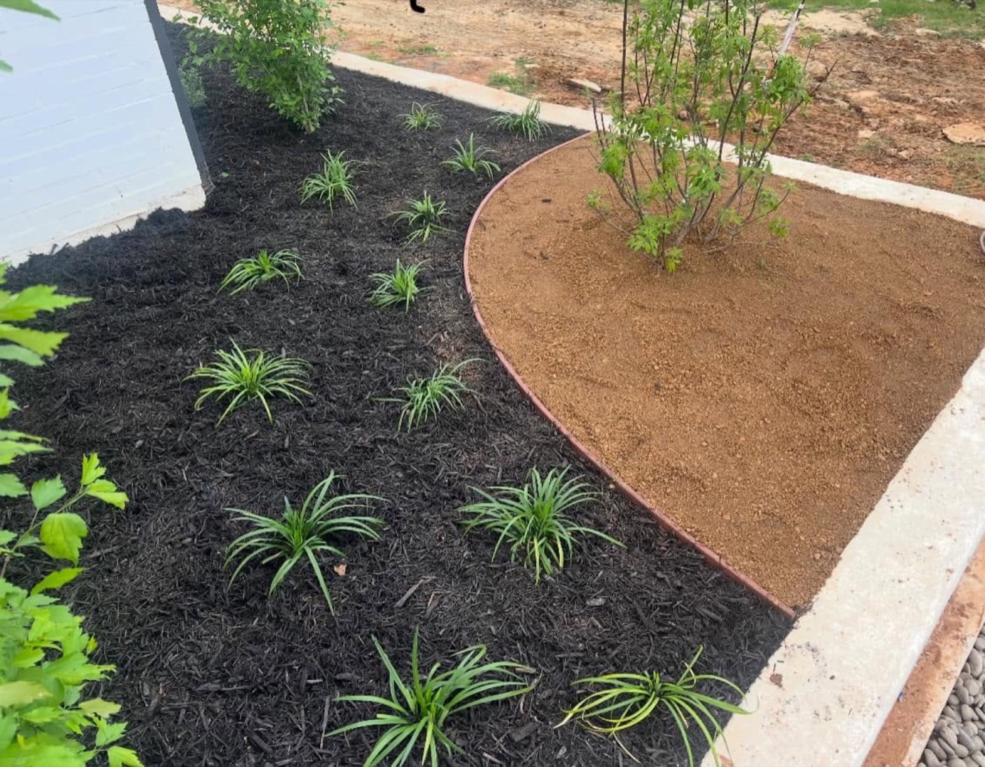 Curved mulch bed with young plants beside a home